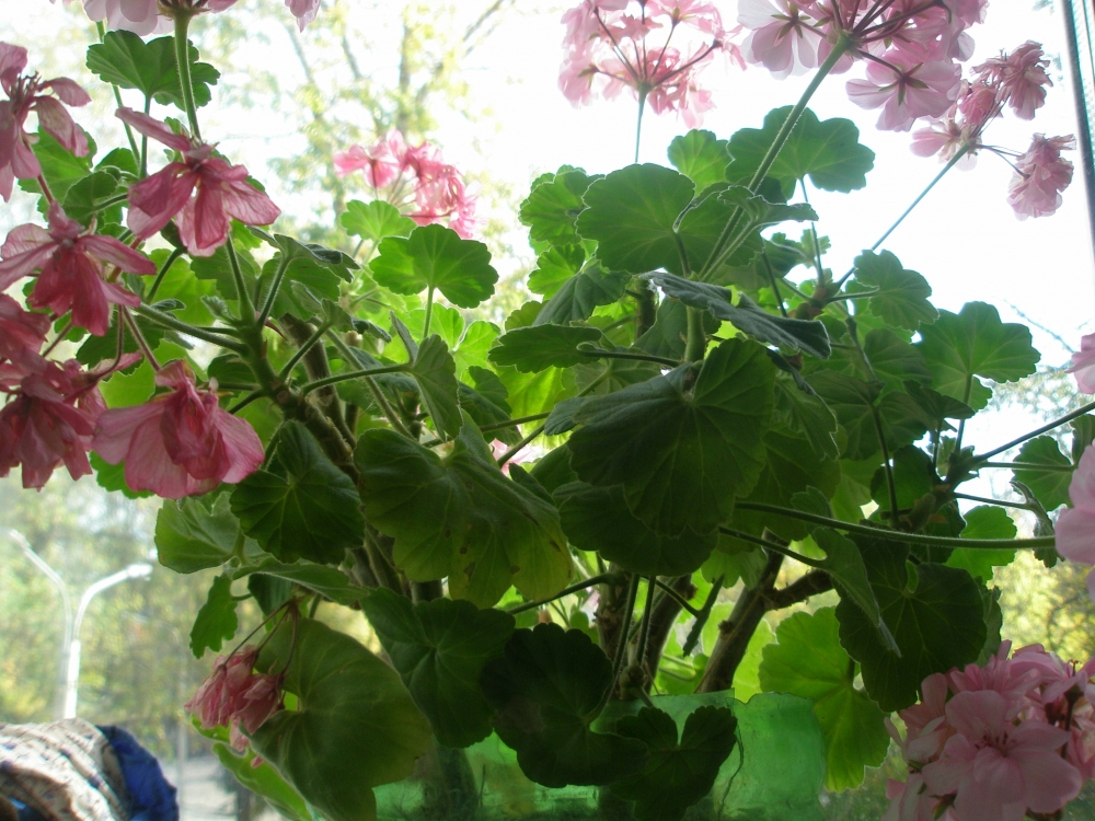 Стоит ли выращивать дома герань, чтобы истребить моль?, фото 4