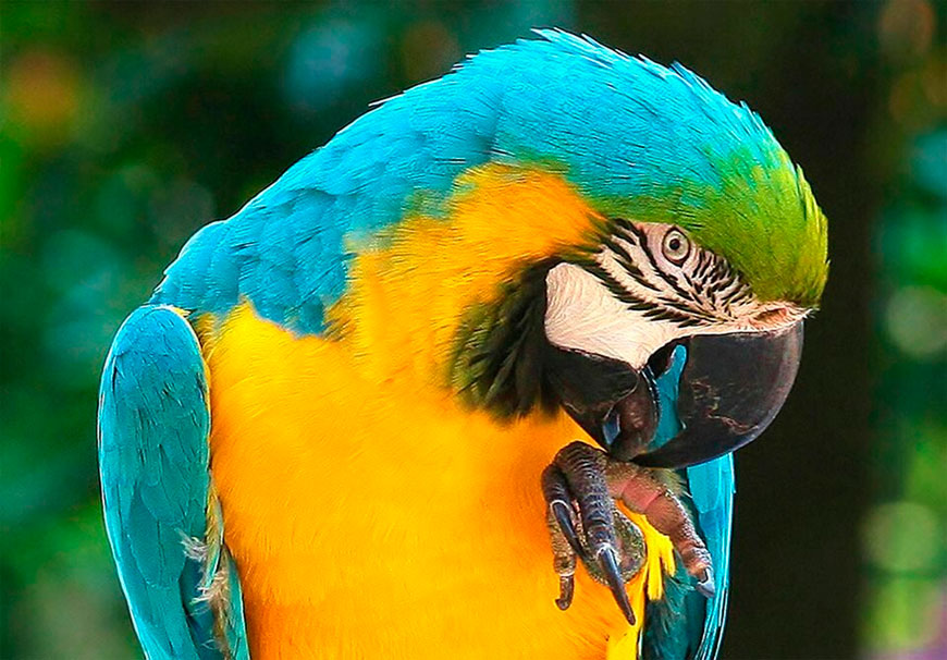 Почему попугай выщипывает себе перья?