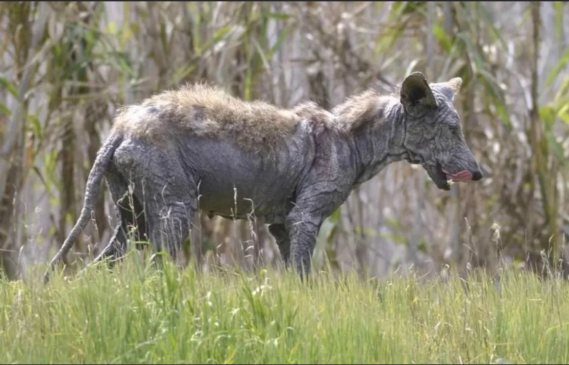 Правда ли, существует чупакабра?