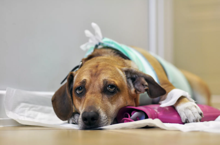 Какими болезнями болеют собаки