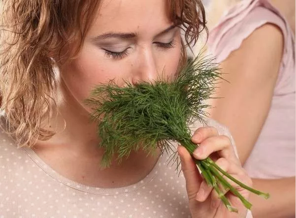 Как влияет укроп на организм человека?