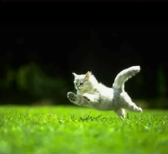 Какая скорость у домашней кошки