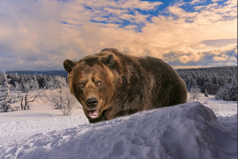 Почему медведь шатун не спит