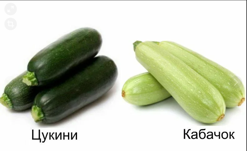 Чем отличается кабачок от цукини