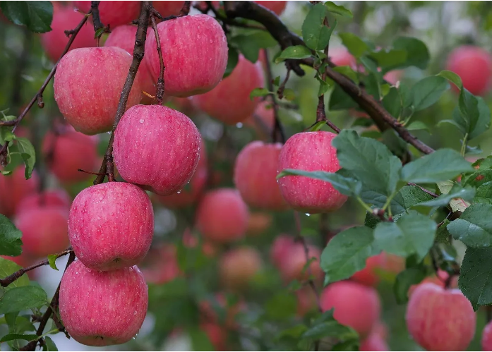 Как сохранить яблоню здоровой?