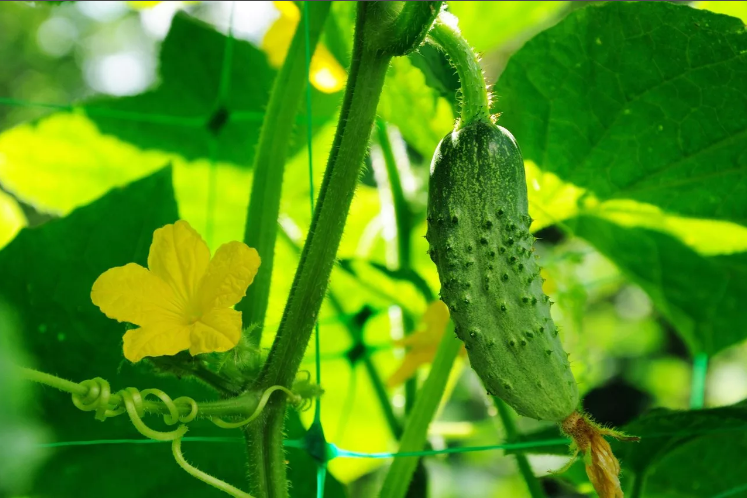 Почему огурцы бывают горькими ?