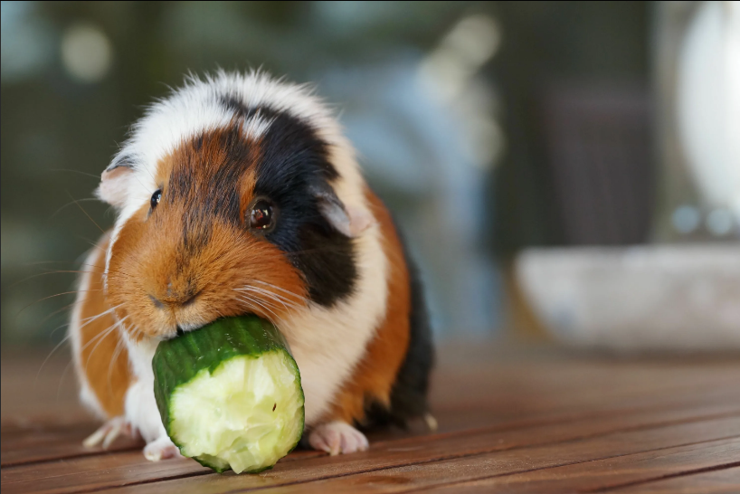 Стоит ли за водить в доме морскую свинку?