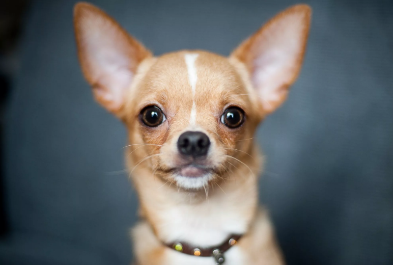 Почему собаки Чихуахуа такие злые