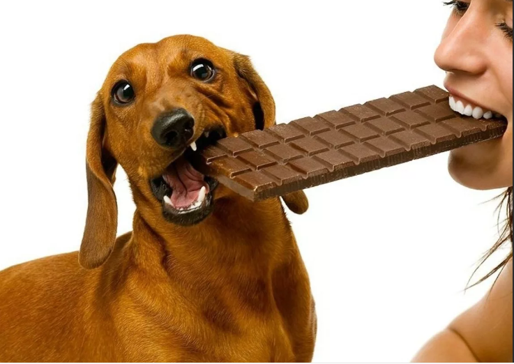 Можно ли давать собакам шоколад