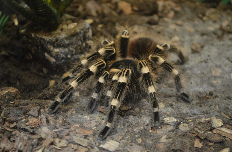 Опасен ли тарантул?