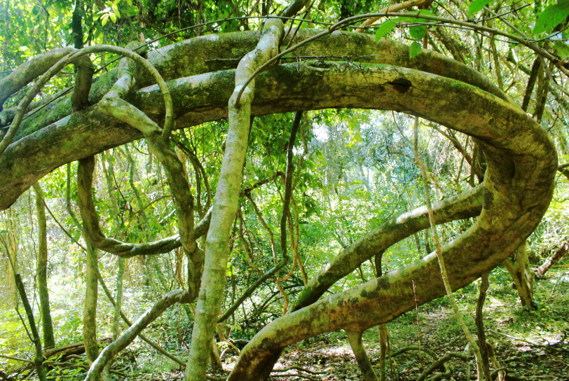 Опасна ли для человека,лиана?