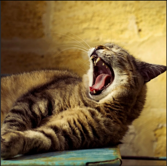 Почему у кошек шершавый язык?