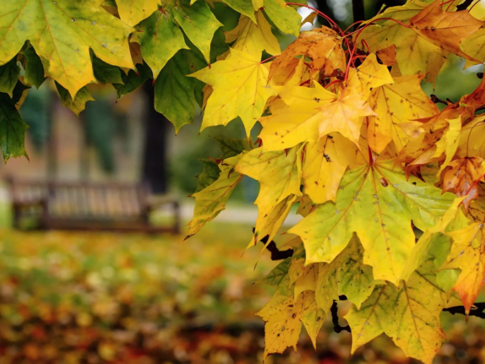 Почему желтеют листья?