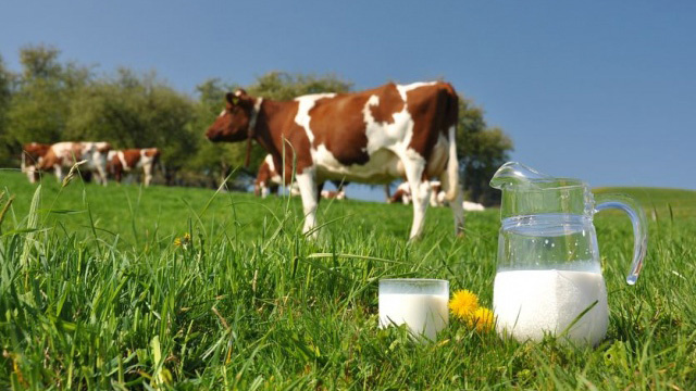 Почему горчит у коровы молоко?