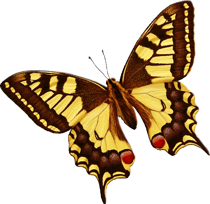 Живые прозрачные картинки. Анимация бабочки. Бабочки анимация на прозрачном фоне. Анимированные бабочки на прозрачном фоне. Летающие бабочки на прозрачном фоне.