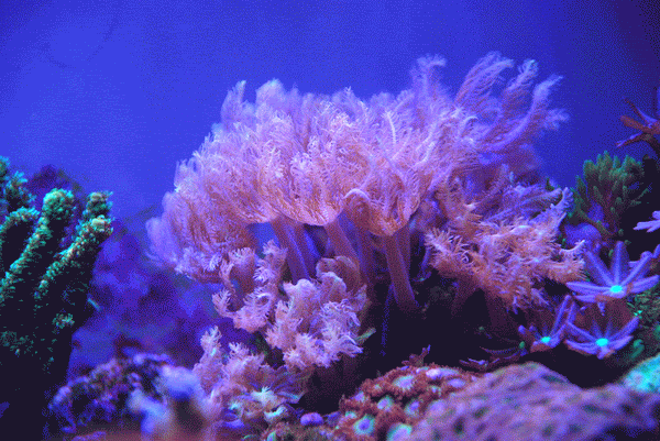 Водоросли гиф. Коралловые полипы. Полипы Кишечнополостные. Красивые водоросли. Кораллы анимация.