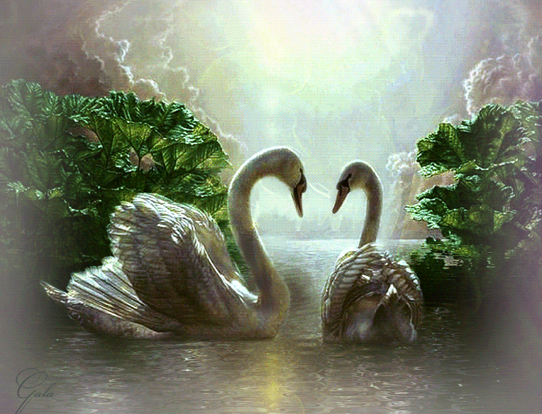 Красивые лебеди. Лебеди в пруду. Любовь и лебеди. Живые лебеди. Открытка любовь верность