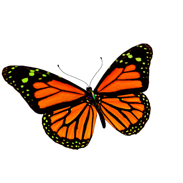 Гиф картинки пнг. Анимация бабочки. Бабочки анимация на прозрачном фоне. Анимированные бабочки на прозрачном фоне. Анимационные бабочки на прозрачном фоне.