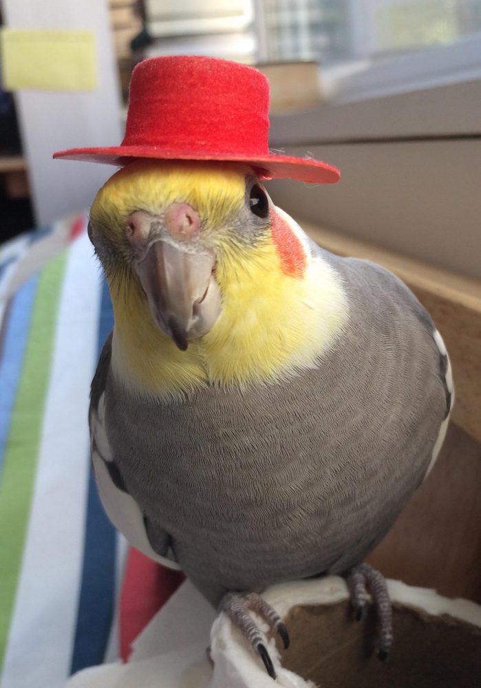 Шляпка + попугай = милота