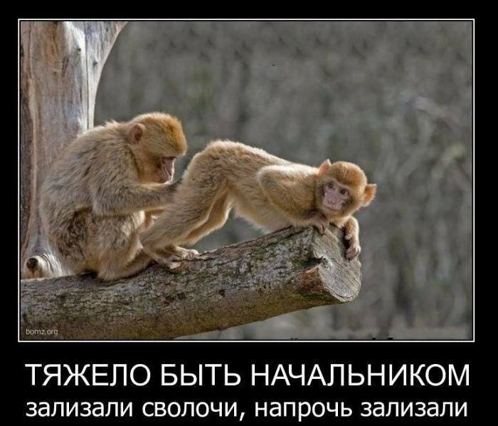 Фото двух обезьянок смешных