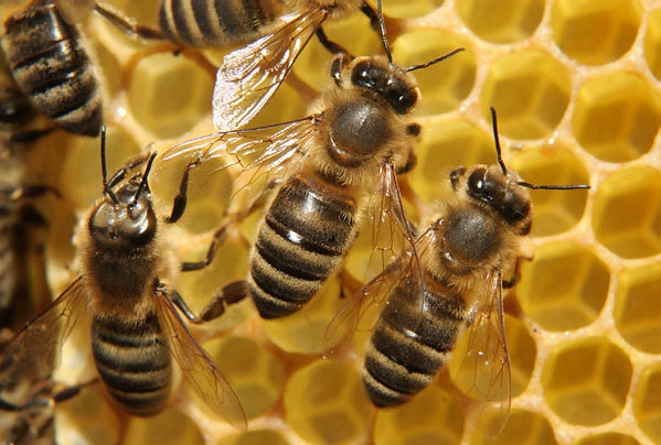 средняя скорость пчелы