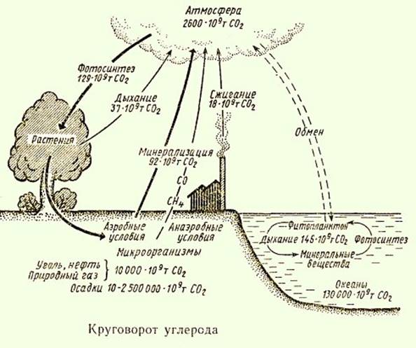 Схема круговорота углекислого газа