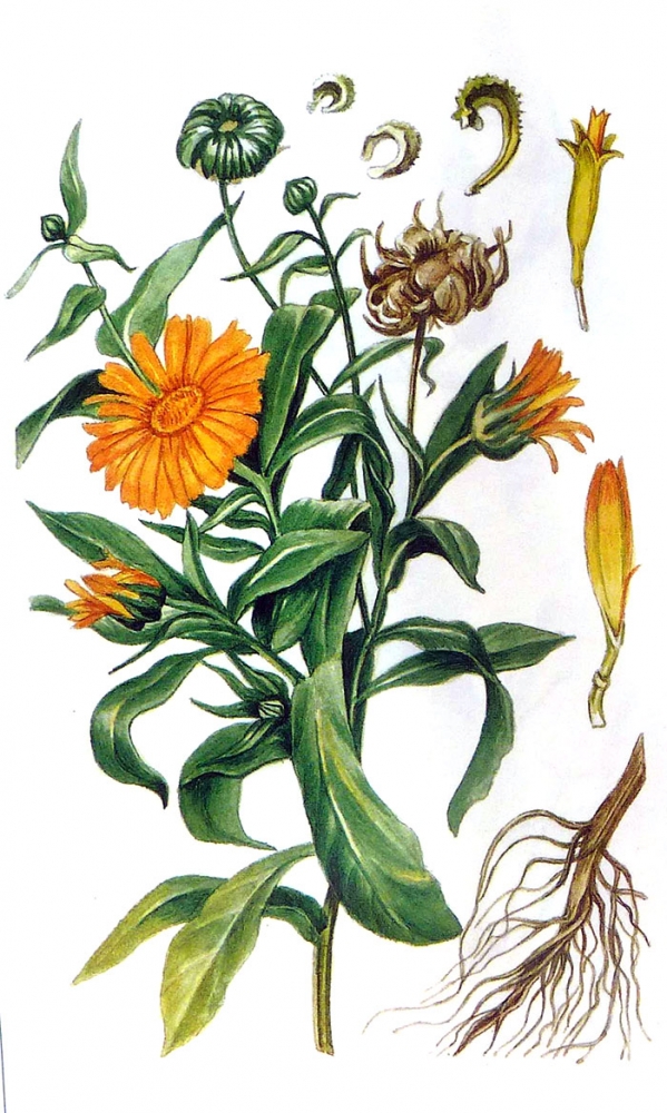 Календула ботанический рисунок - 97 фото