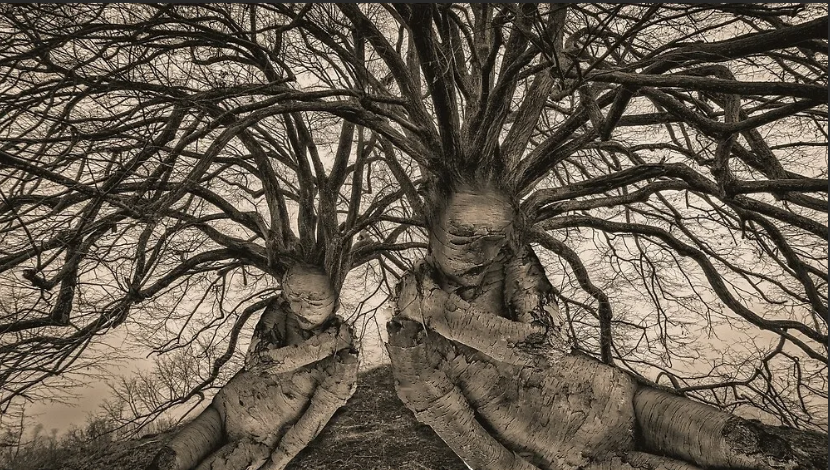 Деревья во сне к чему снится женщине. Страшное дерево. Уснул у дерева. Спящие деревья. Спящее дерево.