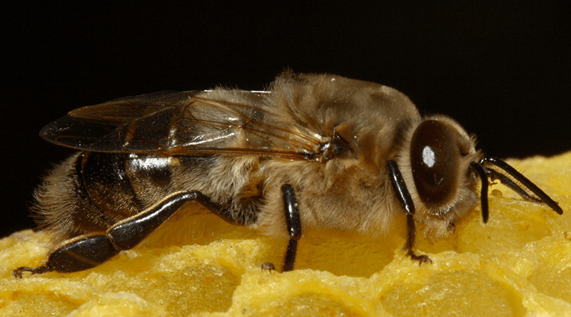 Как выглядит пчелиная матка и трутень фото