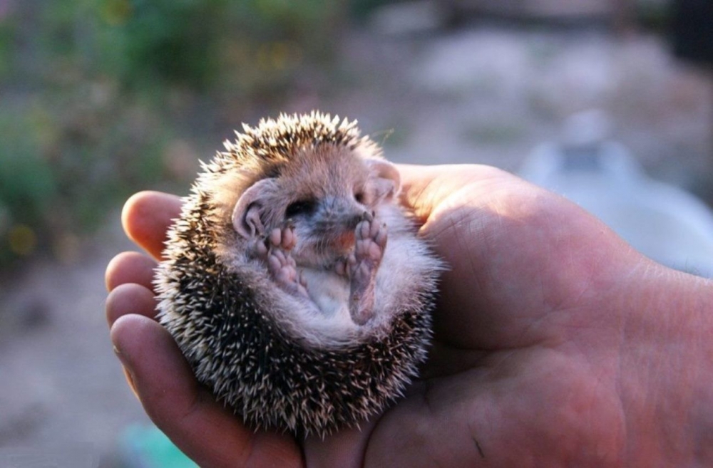 Смешные ежики , фото 5 Смешные ежики , фото 5