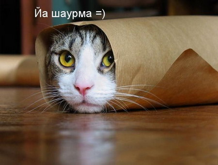 Смешные картинки с котиками. Часть 1, фото 3 Смешные картинки с котиками. Часть 1, фото 3