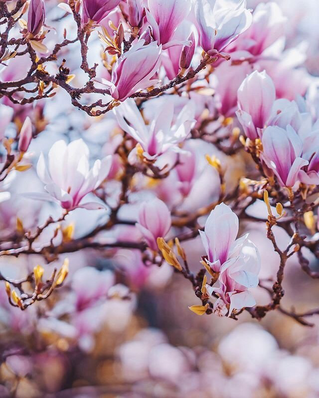 Весенние обои, фото 23 Весенние обои, фото 23