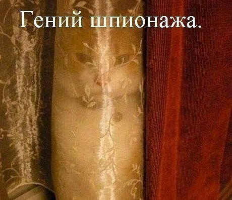 Подборка смешных картинок с животными, фото 15 Подборка смешных картинок с животными, фото 15