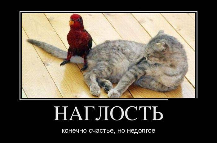 Подборка смешных картинок с животными, фото 14 Подборка смешных картинок с животными, фото 14
