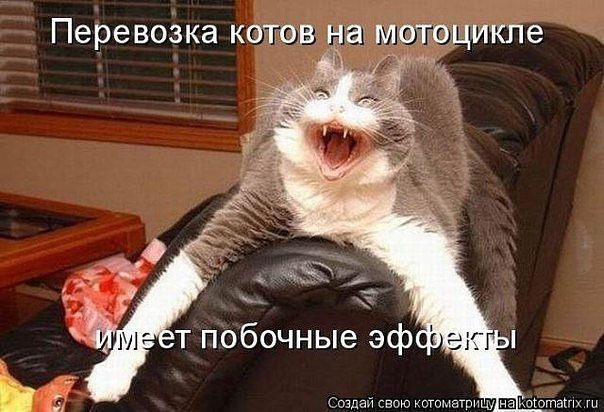 Подборка смешных картинок с животными, фото 13 Подборка смешных картинок с животными, фото 13