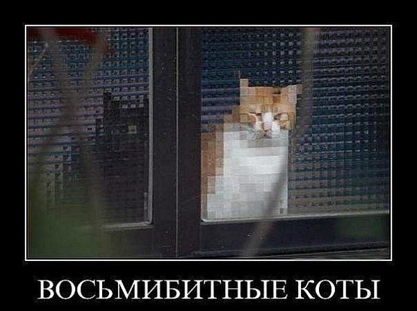 Подборка смешных картинок с животными, фото 9 Подборка смешных картинок с животными, фото 9