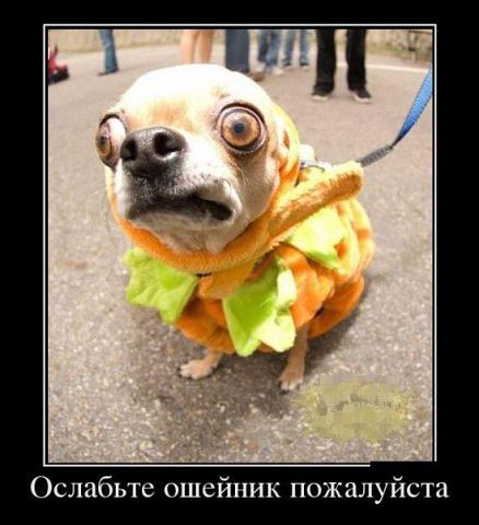 Подборка смешных картинок с животными, фото 7 Подборка смешных картинок с животными, фото 7