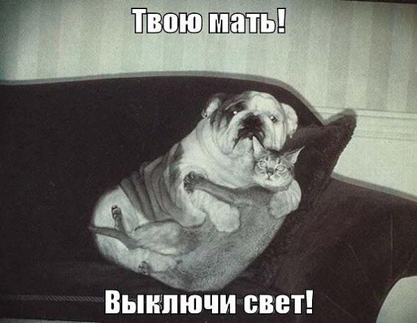 Подборка смешных картинок с животными, фото 6 Подборка смешных картинок с животными, фото 6