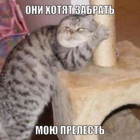 Подборка смешных картинок с животными, фото 5 Подборка смешных картинок с животными, фото 5