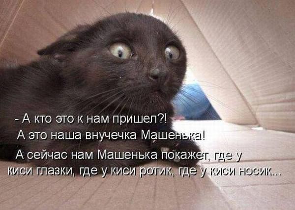 Подборка смешных картинок с животными, фото 4 Подборка смешных картинок с животными, фото 4