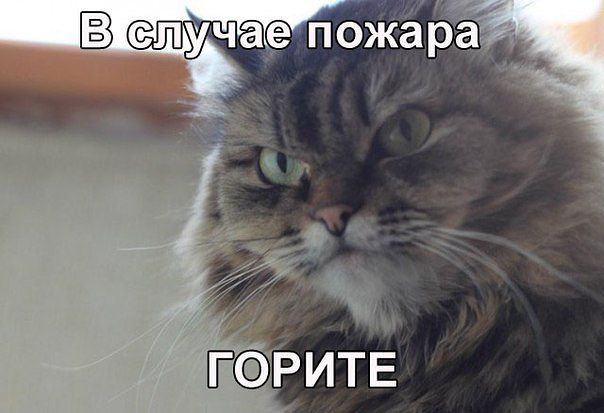 Подборка смешных картинок с животными, фото 2 Подборка смешных картинок с животными, фото 2