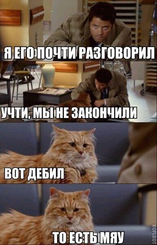 Подборка смешных картинок с животными, фото 1 Подборка смешных картинок с животными, фото 1