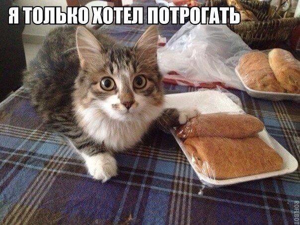 Смешные и забавные картинки зверей, фото 14 Смешные и забавные картинки зверей, фото 14