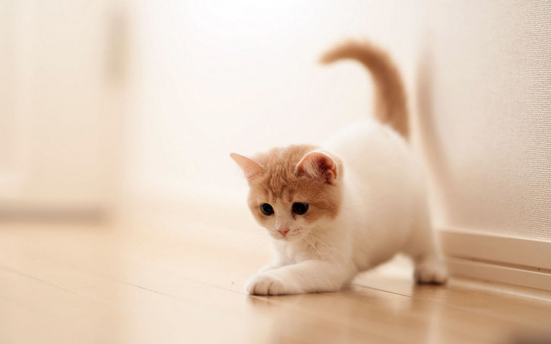 Обои милые котята , фото 13 Обои милые котята , фото 13