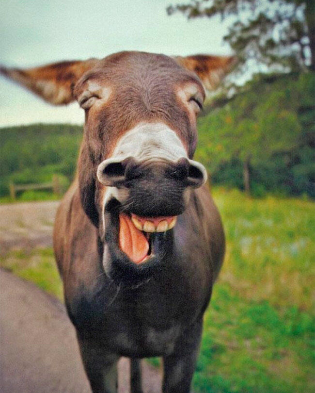 Братья наши меньшие, фото 26 Братья наши меньшие, фото 26