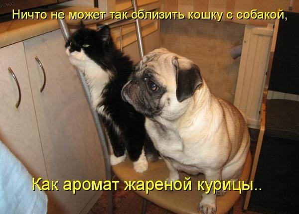 Смешные картинки с собаками!, фото 9 Смешные картинки с собаками!, фото 9