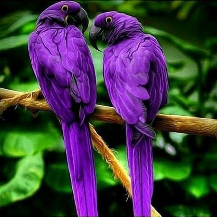 Обои с животными. Мир птиц: попугаи 🦜 , фото 39 Обои с животными. Мир птиц: попугаи 🦜 , фото 39