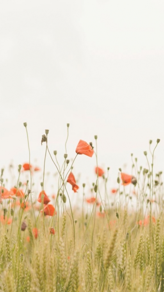 Обои для девочек. 3 часть., фото 29 Обои для девочек. 3 часть., фото 29