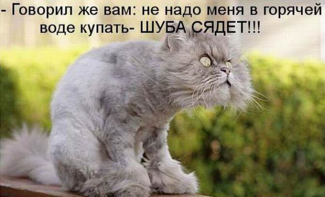 Смешные картинки с котиками. Часть 1, фото 31 Смешные картинки с котиками. Часть 1, фото 31