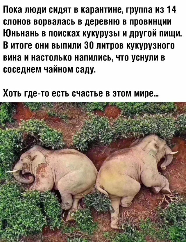 Юмор про коронавирус, фото 2 Юмор про коронавирус, фото 2